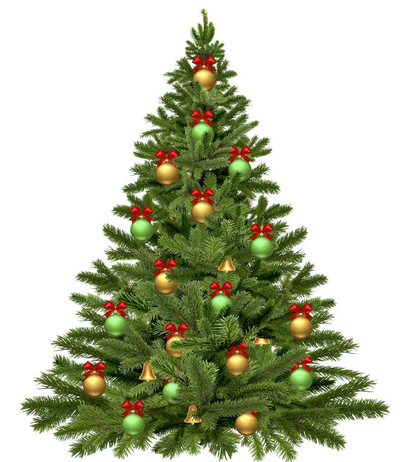 Guide to Christmas Trees for Your Tampa Bay Apartment